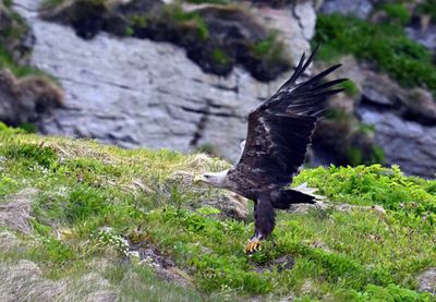 White-Tailed Eagle landing