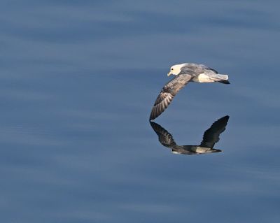 Fulmar over tranquil Eyjafjorour