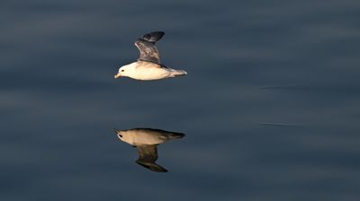 Fulmar streaking along over tranquil Eyjafjorour