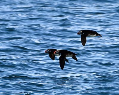 Sleepy Puffins cruising by over Isafjorduri