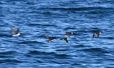 Psst - Tail End Charlie, you are not a Puffin