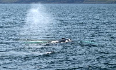 Humpback Whale blows