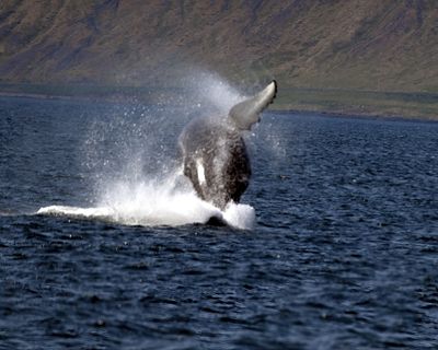 Humpback whale breaches in Isafjorduri