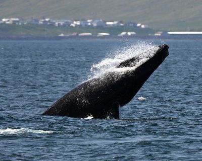 Humpback whale breeches in Isafjorduri