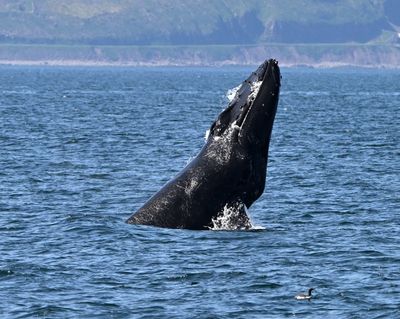 Humpback whale breeches in Isafjorduri