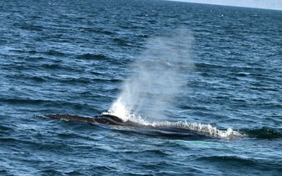 Humpback Whale blows