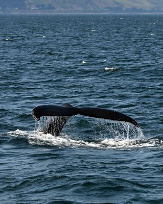 Humpback whale prepares to dive