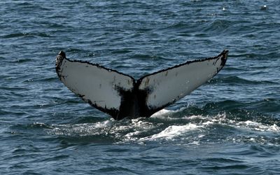 Humpback dives deep