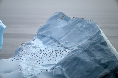 Iceberg makes temporary home