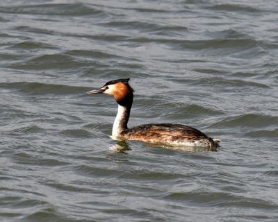 Coastal Wildlife