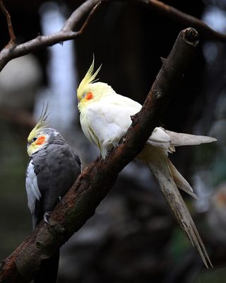 Z81_2424 - T.JPG