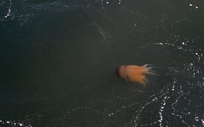 Jellyfish at the stern when pushing off the quay