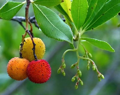Tree Strawberries