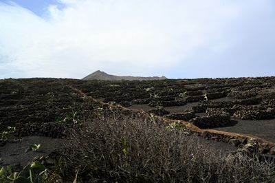 Z62_8690 - T.JPG