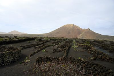 Z62_8696 - T.JPG