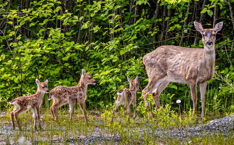 Triplets-4740.jpg
