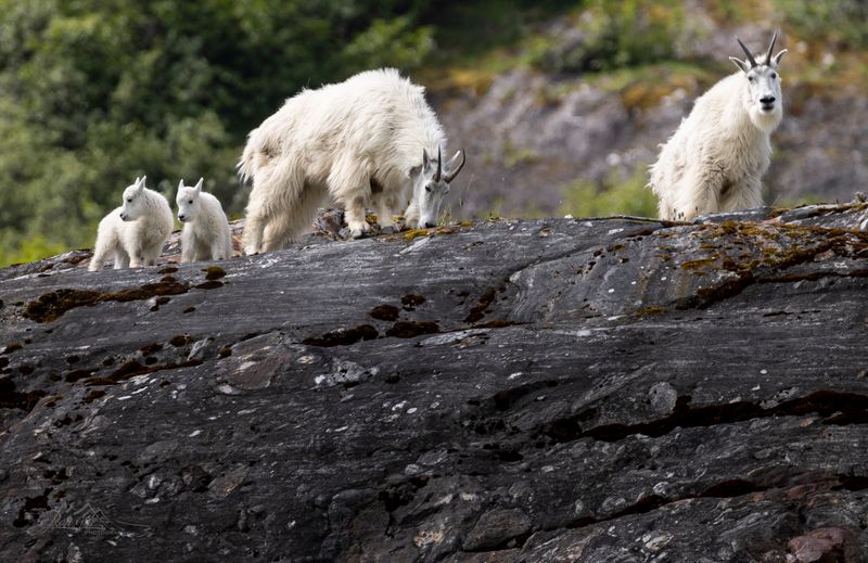 goats-4985.jpg