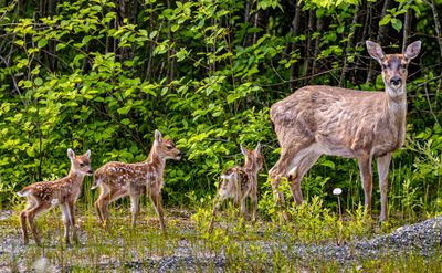 Triplets-4740.jpg