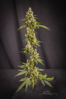 bud 1 final-1.jpg