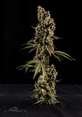thick bud full-.jpg