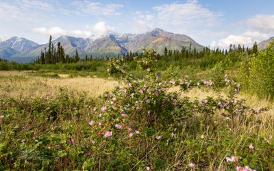 Wild roses-2855.jpg