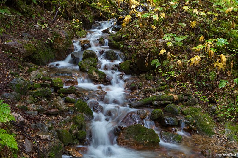 Forest Stream