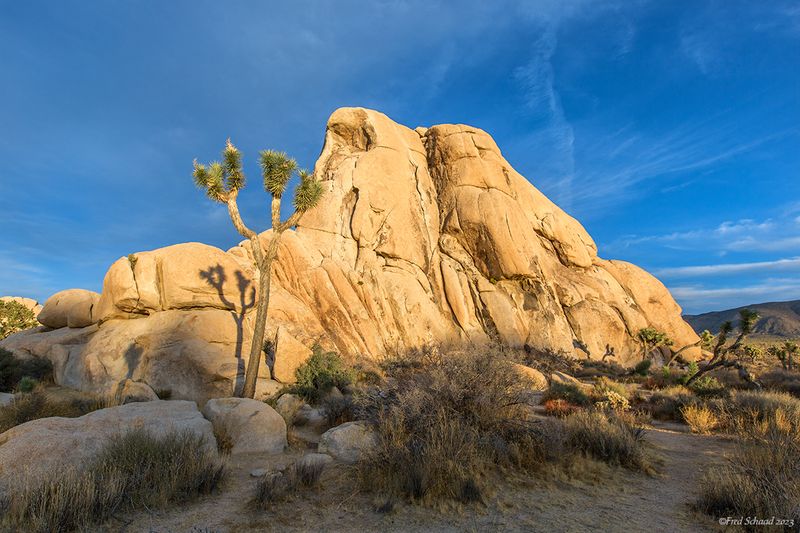 Joshua Tree Colour