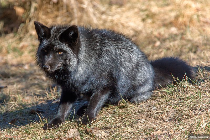 Raven the Red Fox 