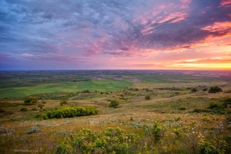 Palouse - In Spring