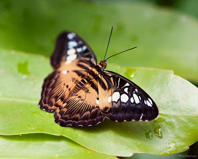 Brown Clipper