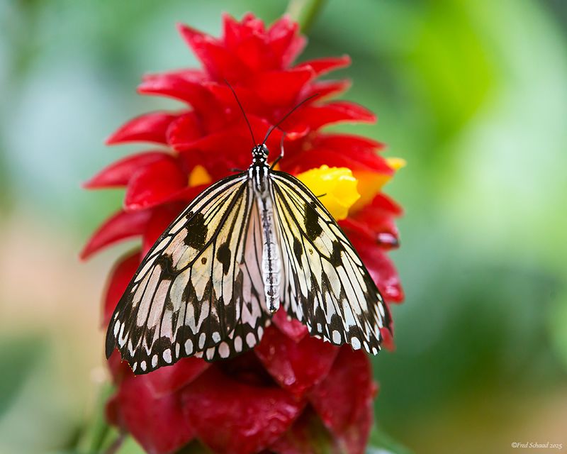 White Tree Nymph