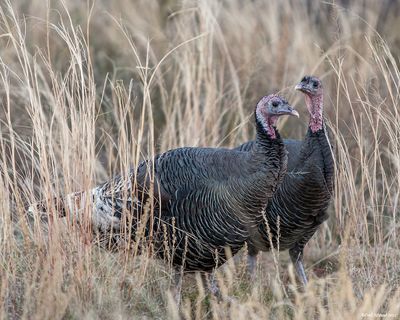 Wild Turkeys