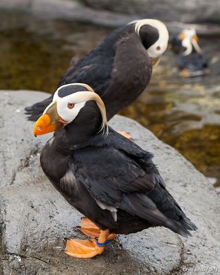 Tufted Puffin