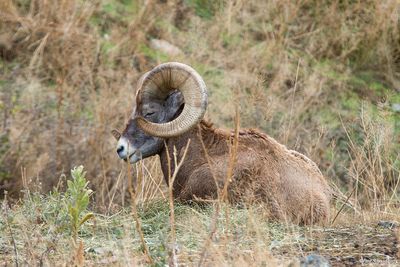 California Bighorn