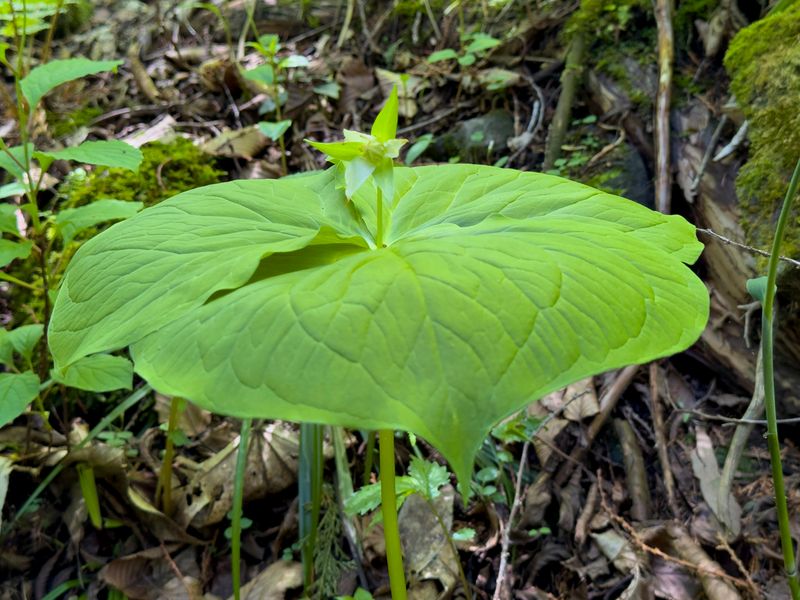 Trillium