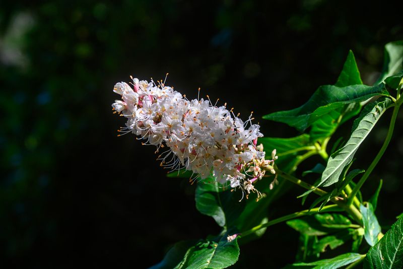 California Buckeye