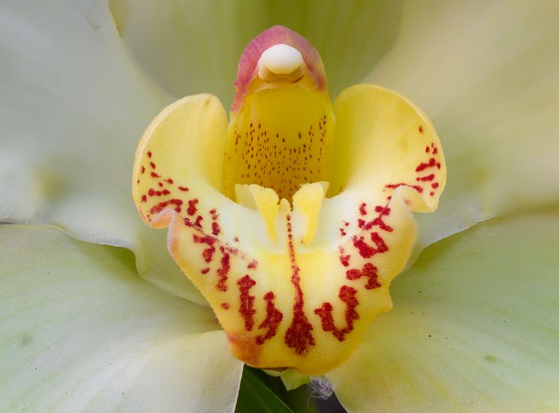 Cymbidium