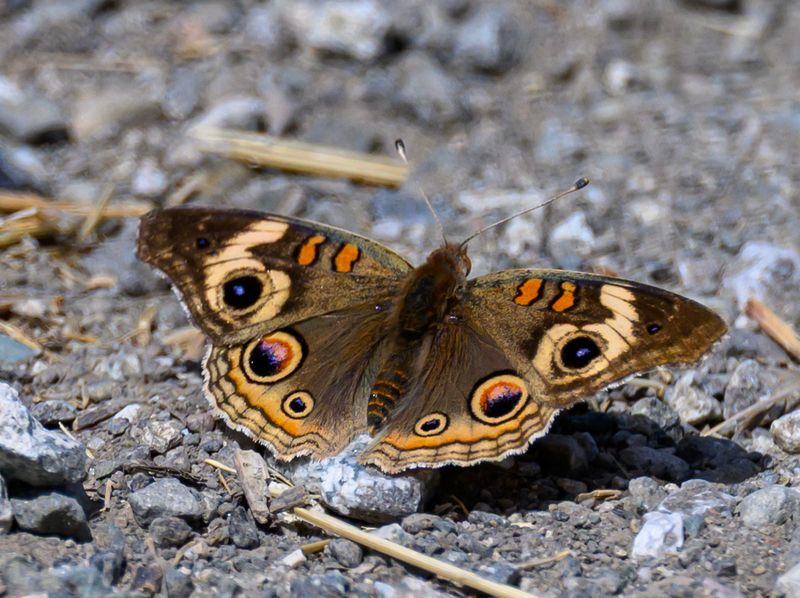 Common Buckeye Butterfly