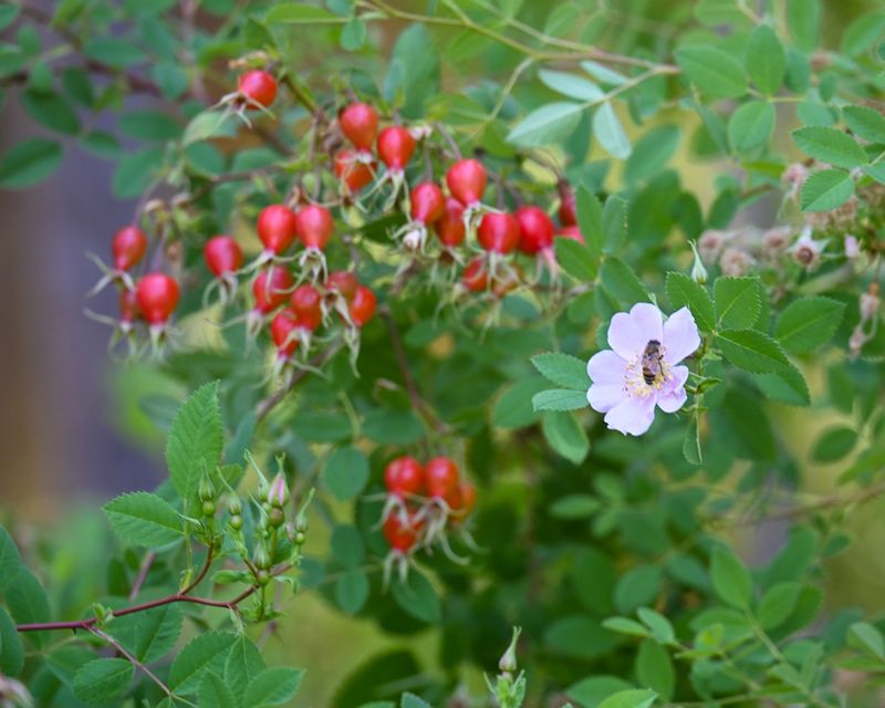 Pollinating