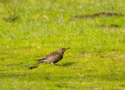 Grazing Northern Flicker