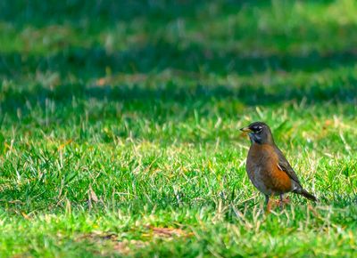 American Robin