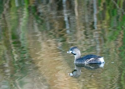 Pied-billed Grieb