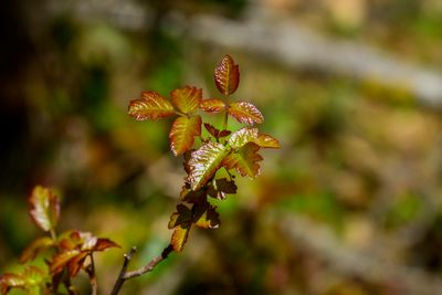 Fresh Toxicodendron pubescens