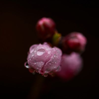 Rainy day Nectarine