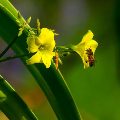 A nice day for a visiting Bee