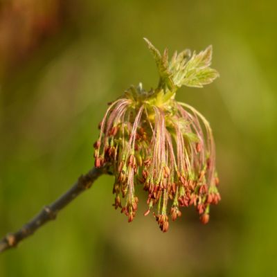 Flowering Box Elder