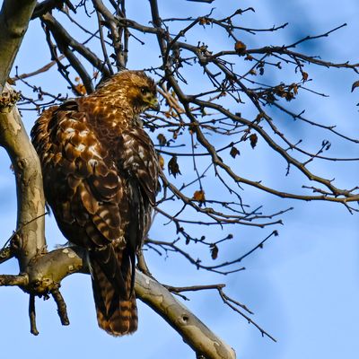 Red-tailed Hawk