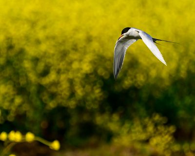 Spring time Tern