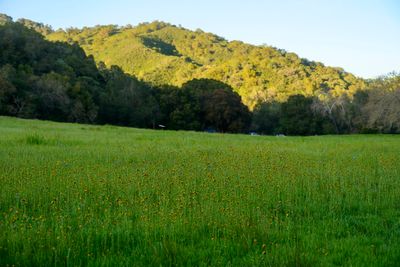 The field of Fiddlenecks