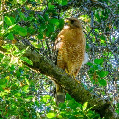 Red-shouldered Hawk